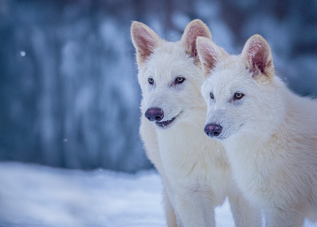 The dire wolf has returned from the dead. A Dallas company ‘de-extincted’ them